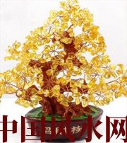 宜宾买了招财植物却不能发财，是方位摆错了！